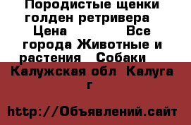 Породистые щенки голден ретривера › Цена ­ 25 000 - Все города Животные и растения » Собаки   . Калужская обл.,Калуга г.